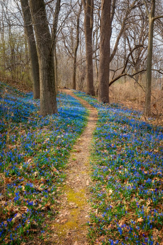 Flower lined path in Wisconsin forest