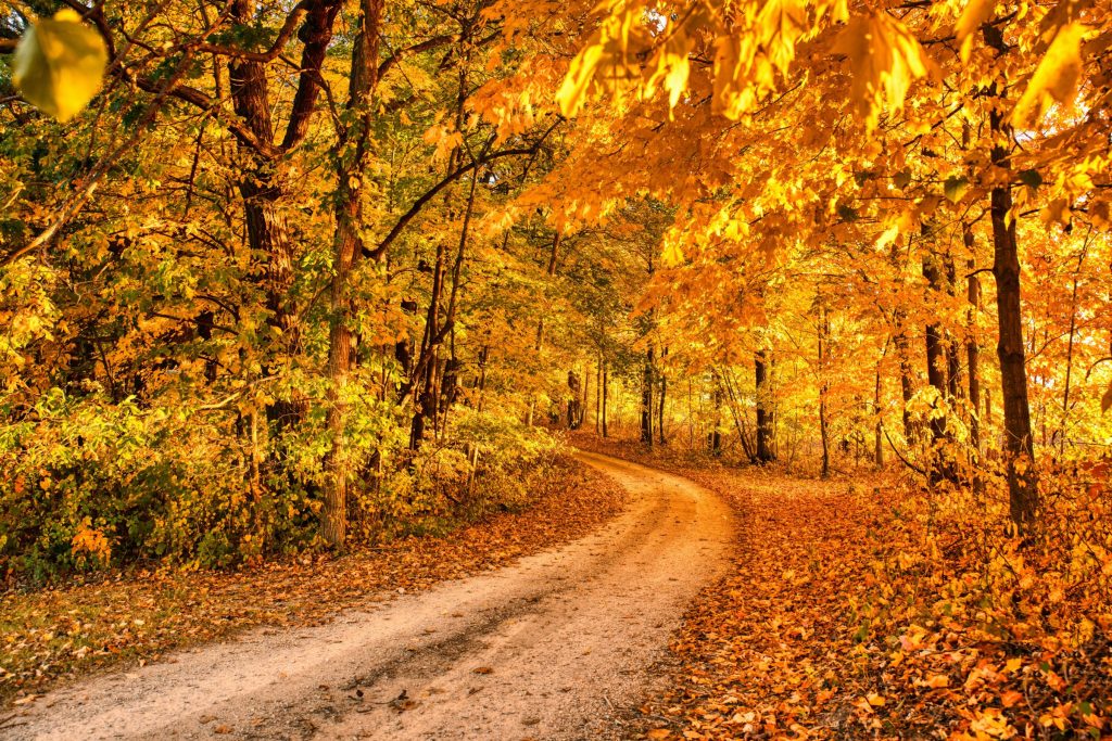 Bright orange fall foliage along winding dirt road 